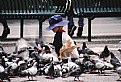 Picture Title - PIGEON Boy