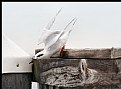 Picture Title - Swooping Tern