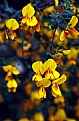 Picture Title - ScotchBroom