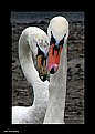 Picture Title - Swan Heart