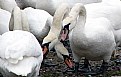 Picture Title - Feeding Swans