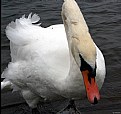 Picture Title - Swan Down