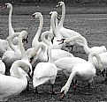 Picture Title - Swan fest