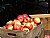 apples in Copley