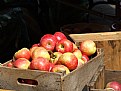 Picture Title - apples in Copley