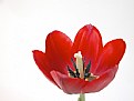 Picture Title - Tulipa