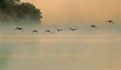Picture Title - Flying Geese