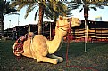 Picture Title - the golden camel