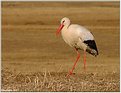 Picture Title - The Stork