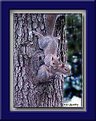 Picture Title - Squirrell Pair