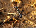 Picture Title - Ant Macro