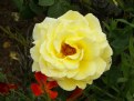 Picture Title - Yellow Rose