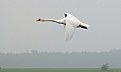 Picture Title - Flight of the Swan