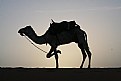 Picture Title - desert silhouettes
