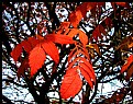 Picture Title - autumnal red