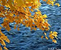 Picture Title - golds of autumn