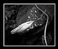 Picture Title - Rainy Morning Glory Bud at Night