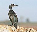 Picture Title - Brandt's Cormorant