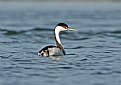 Picture Title - Western Grebe