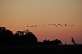 Picture Title - Geese at Sunset