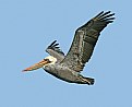 Picture Title - Wings over Moss Landing