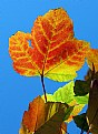 Picture Title - Autumn Colors