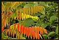 Picture Title - Rhus typhina 