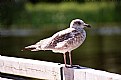 Picture Title - Seagull