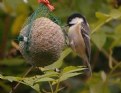 Picture Title - Coal Tit