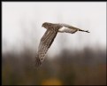 Picture Title - Northern Harrier