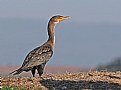 Picture Title - Double- Crested Cormorant