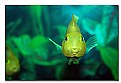 Picture Title - My parrotfish