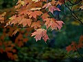 Picture Title - Maples
