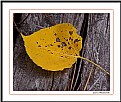 Picture Title - Lone leaf