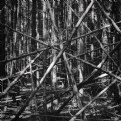 Picture Title - trapped in the woods