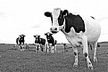 Picture Title - Moo