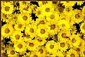 Picture Title - Yellow