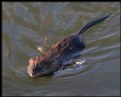 Picture Title - Muskrat