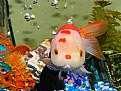 Picture Title - REALLY cute fish!