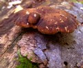 Picture Title - Brown Mushroom