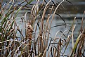 Picture Title - fall cattails