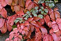 Picture Title - Autumn's colors