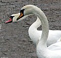 Picture Title - Swan Heads
