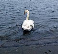 Picture Title - Swanning off