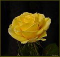 Picture Title - A yellow rose