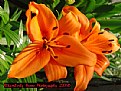 Picture Title - Tiger Lily