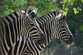 Picture Title - A pair of Zebra