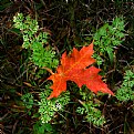 Picture Title - Early Autumn