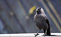 Picture Title - Mr Crow