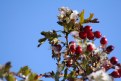 Picture Title - Icy Berries